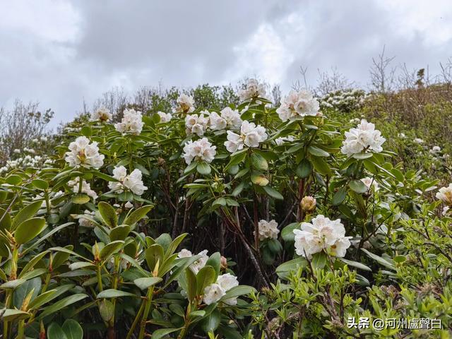 渭源双石门*石门雪山的杜鹃花