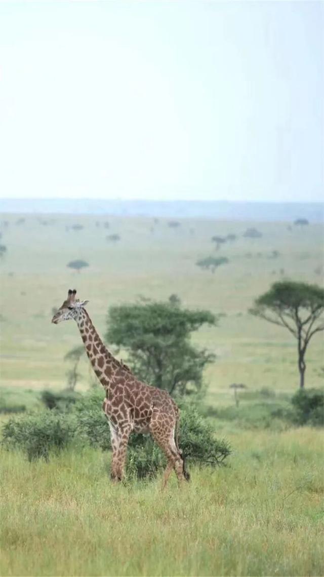 2026封神旅行清单！非洲五国（南非/东非）23天狂野之旅，太顶了