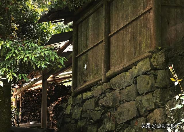 成都崇州徒步首选，被低估的森林路线，全部免费，风景超级惊艳！