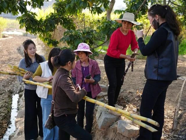 推介出圈！泉港秀溪村春节人气爆棚，游客慕名赴“甜”约