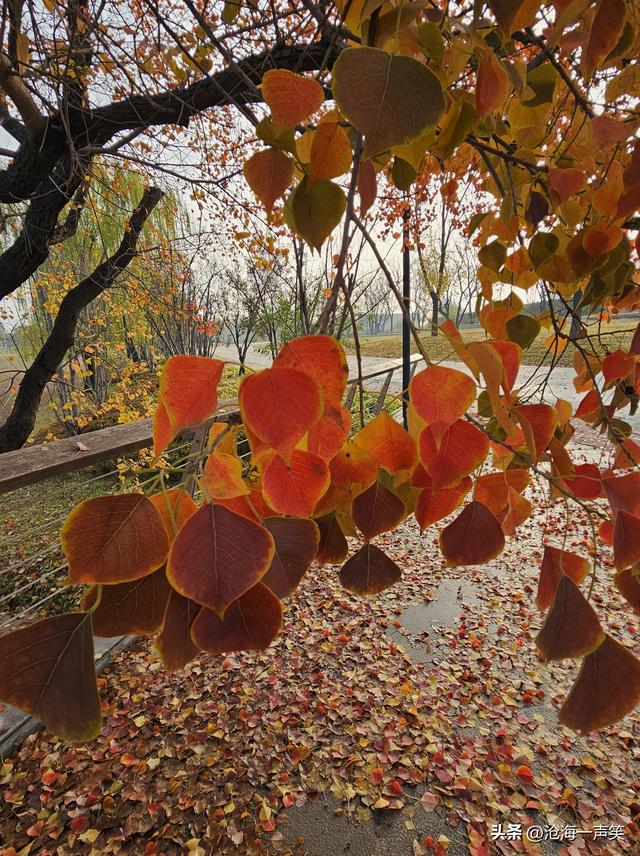 风景如画的乌桕叶，一世情缘，美不胜收，不容错过!
