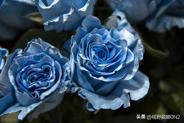 玫瑰颜色选错=表错情！9种颜色花语全解析，送花前必看