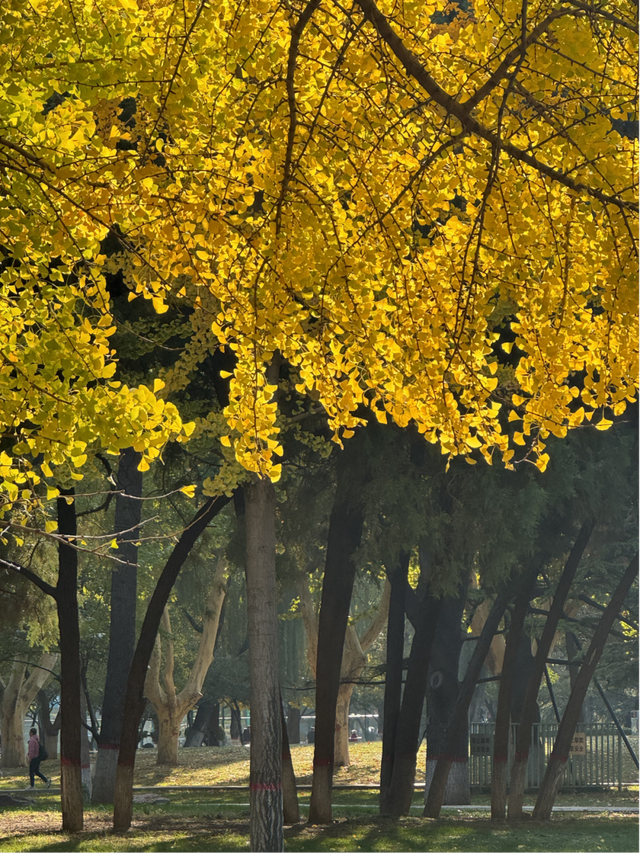 邀您共赴秋日浪漫 石家庄公园、广场银杏进入最佳观赏期