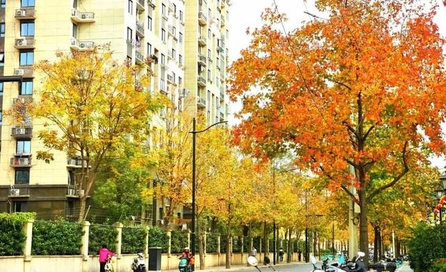 秋色浓度已拉满，谁还没偶遇申城街头的 “赤橙黄绿交响曲”？
