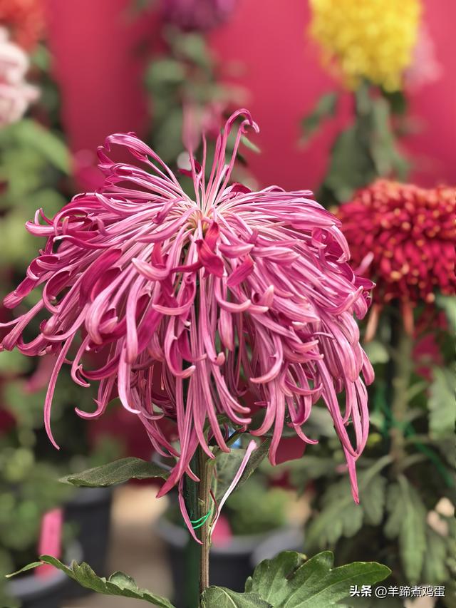 秋风独宠一园菊，晚来香艳出樊篱——北京北海公园2025年菊花展