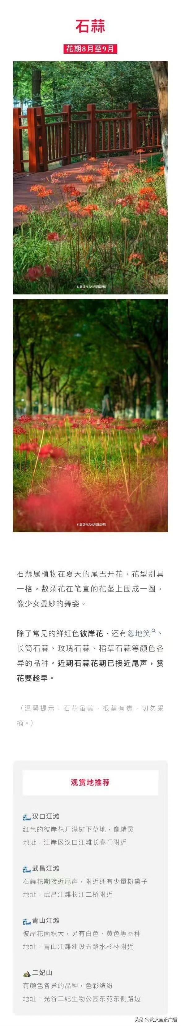 武汉秋天的第一波花海香了