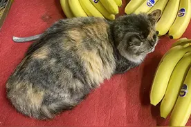 30秒教你如何用豆包扩图图片