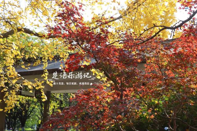 宁波慈溪的宝藏型公园，银杏水杉与红枫共绘秋日大片，比油画还美