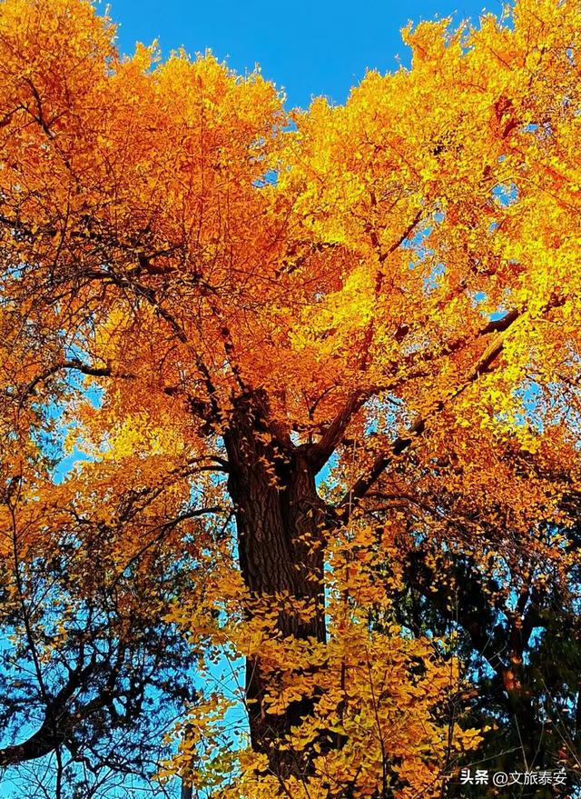 泰安这里景色正惊艳!满足你对秋天的一切美好想象!