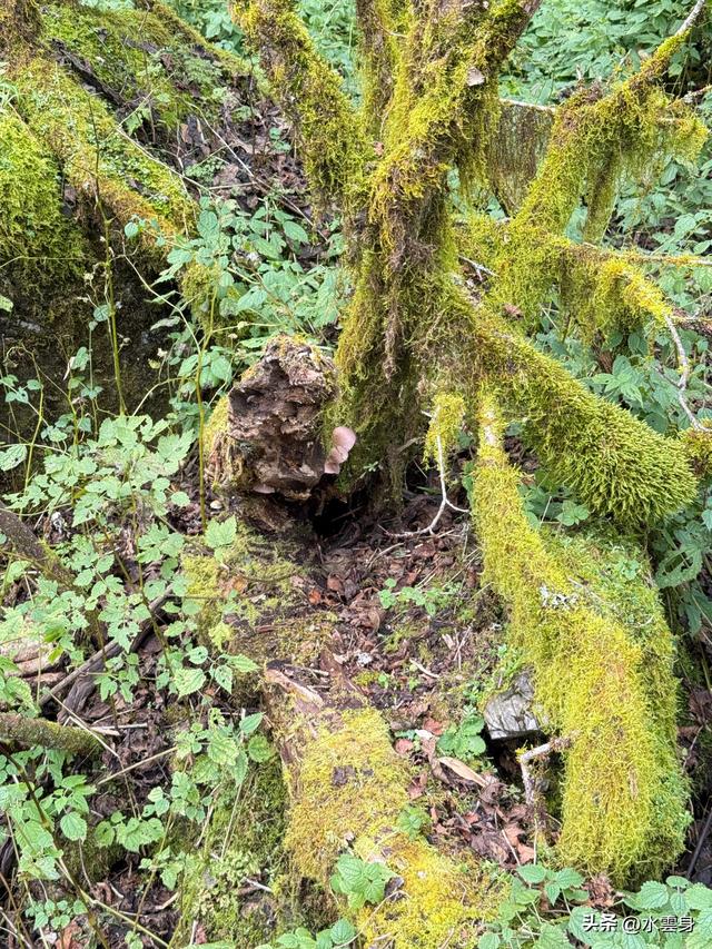 北京自驾长江三峡、神农架之旅（6）