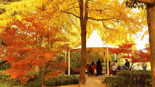 一叶知秋，一树成金，又到银杏醉美时