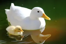 人间百味之 野鸭·鸭 作者：李晨光图片