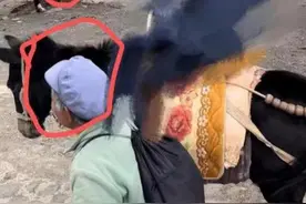 疯狂丽江之行，女子骑马游竟变骑骡子？图片