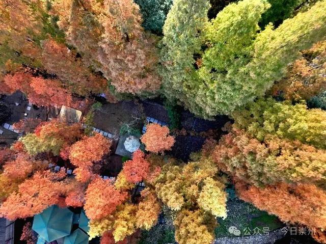 出片率100%！为崇州这些高颜值路连发三天朋友圈！