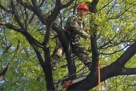 “两地”联手，破解“隔墙大树”扰民问题图片