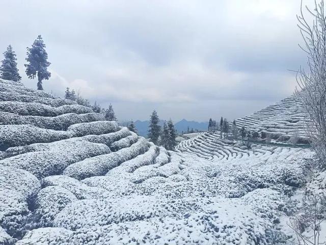 初雪落汉中，万亩茶园美成画！