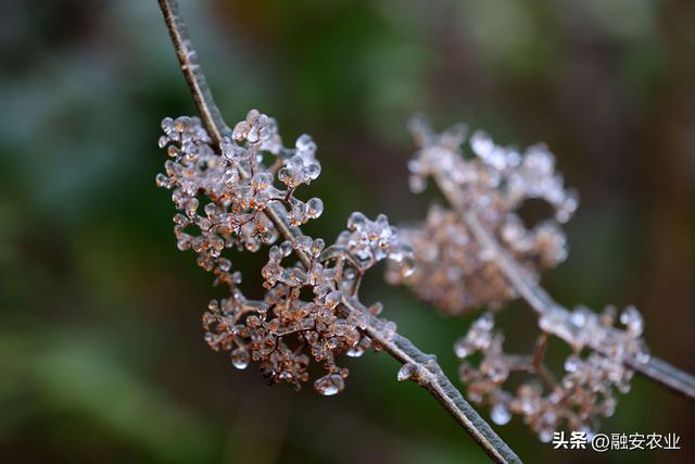 广西融安：南国冰凌成美景