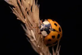 县城体制提拔的黄金年龄仅有5年，30+考上公务员，究竟有多难破局图片