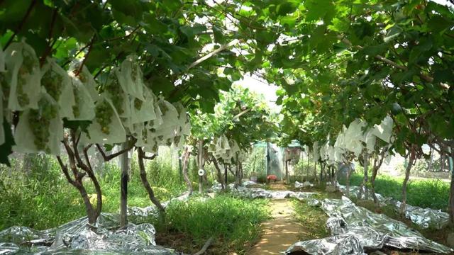 汉源有个月亮湾，月亮湾有个千亩葡萄观光采摘园