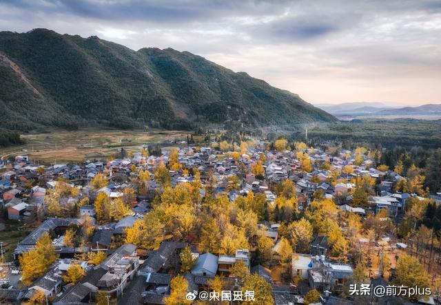 转存收藏！2025银杏观赏地图来了