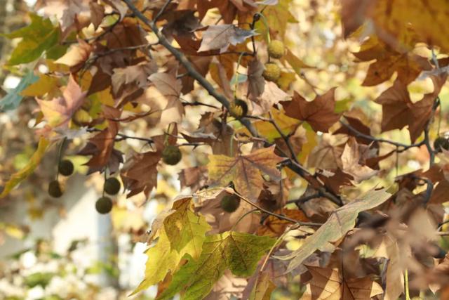 一袭焦糖色冬装！郫都老城梧桐，解锁街头温暖诗意