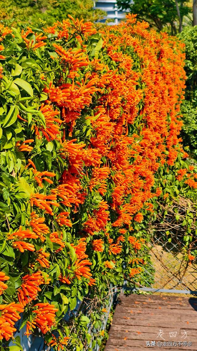 午间邂逅浓浓春意——深圳香蜜公园炮仗花开