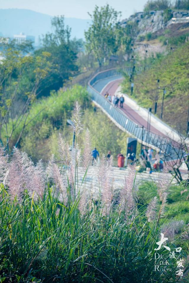 梦幻绝美!大渡口藏着一大片芦苇花海,现在去正好