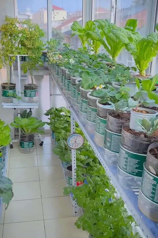 山东女子用200个矿泉水瓶在封闭阳台实现了蔬菜自由，网友:太牛了