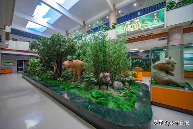 西安向南45分钟!来宝藏小城佛坪一起撸熊猫、溯溪、看云、露营