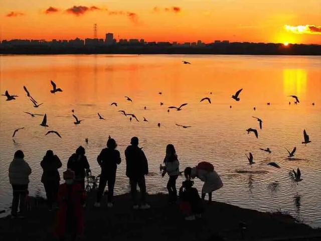 观鸥更方便！全新移动服务“神器”来了！