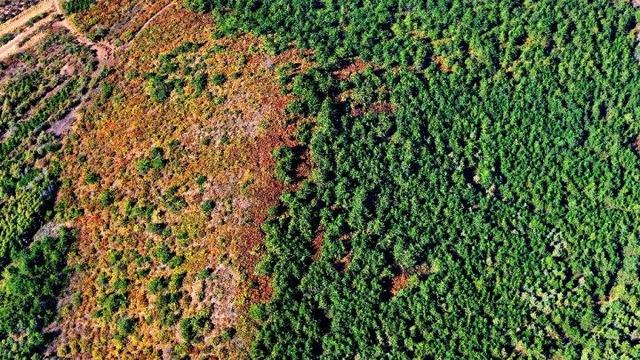 走进赤峰马鞍山林场 邂逅绚烂山林秋色
