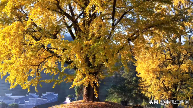 千年银杏“黄金雨”！江西这个小村私藏的初冬秘境，随手一拍就是大片！