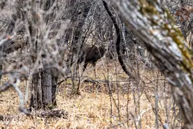 冬天来了，瞧！梅花鹿们迫不及待地换上了“冬装”图片