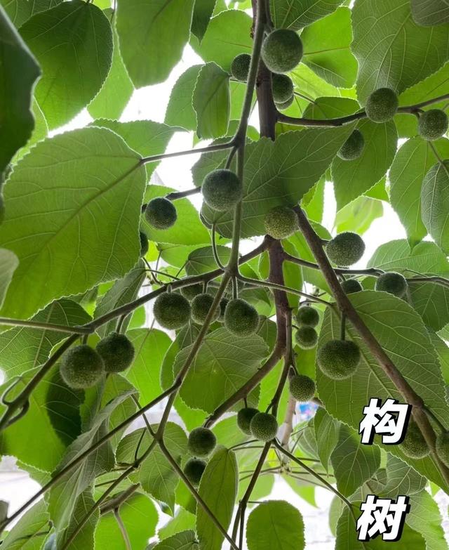阴树不入户、入户家不富，不管院子多大，这5种树最好都别种