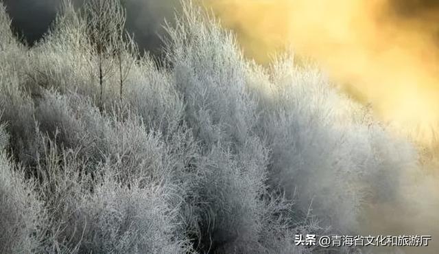初冬青海，一场静谧与热烈并存的生命礼赞