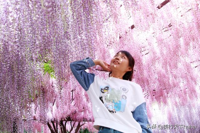 玉渊潭公园紫藤花开，诗意满满，演绎“一帘幽梦”的极致浪漫