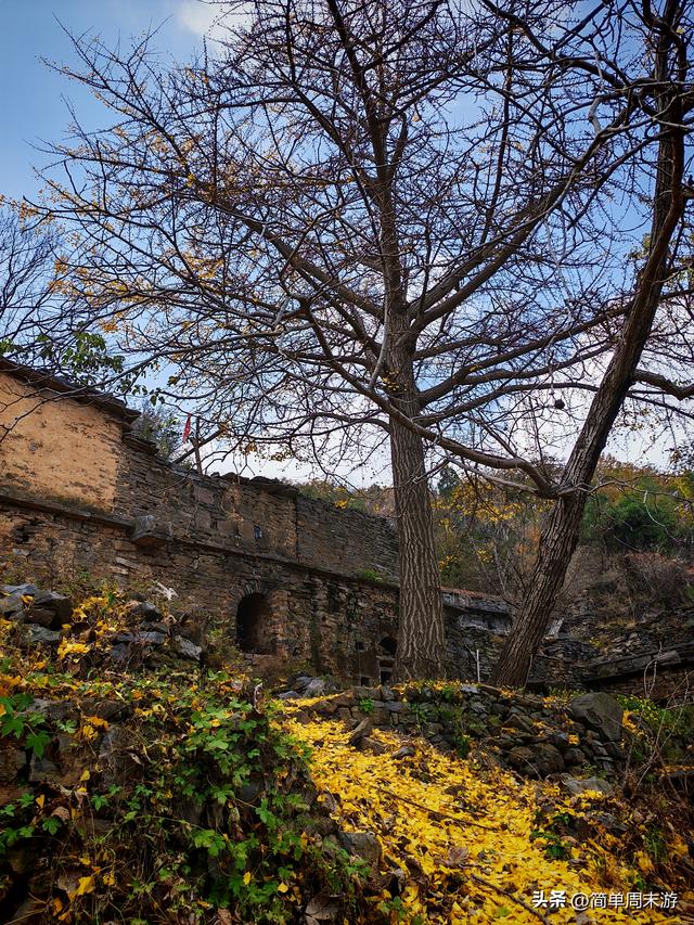 18）秋日巩义行：八公里赴一场银杏之约，大锅菜暖透半日闲