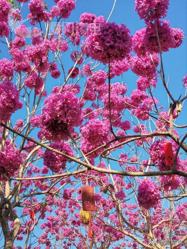 “绝绝紫”！厦门超大片紫风铃花海惊艳绽放！好拍还好玩~