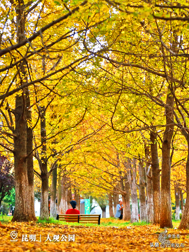 壁纸上新！云南银杏树集体换上绝美金装