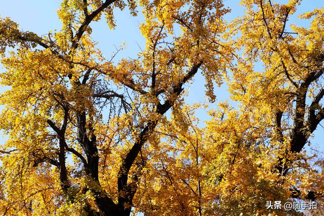 又是一年银杏璀璨时,上海闵行一棵300余年古银杏树进入醉美时刻