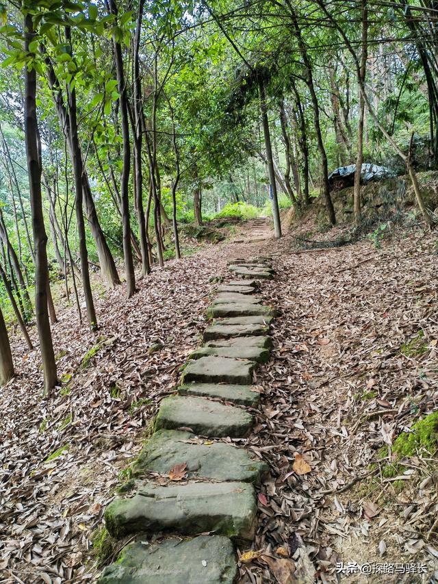 重庆主城藏了条“摆烂”步道：公交直达，轻松原始，就是有点费嘴