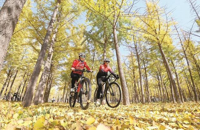 美在邯郸 | 曲周县千亩银杏林迎来最佳观赏季——千蝶化作一城金