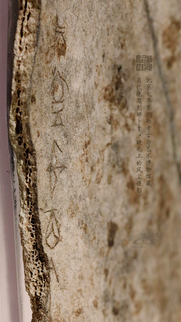 北京大学馆藏探秘：商代晚期刻辞卜骨，解锁千年占卜密码