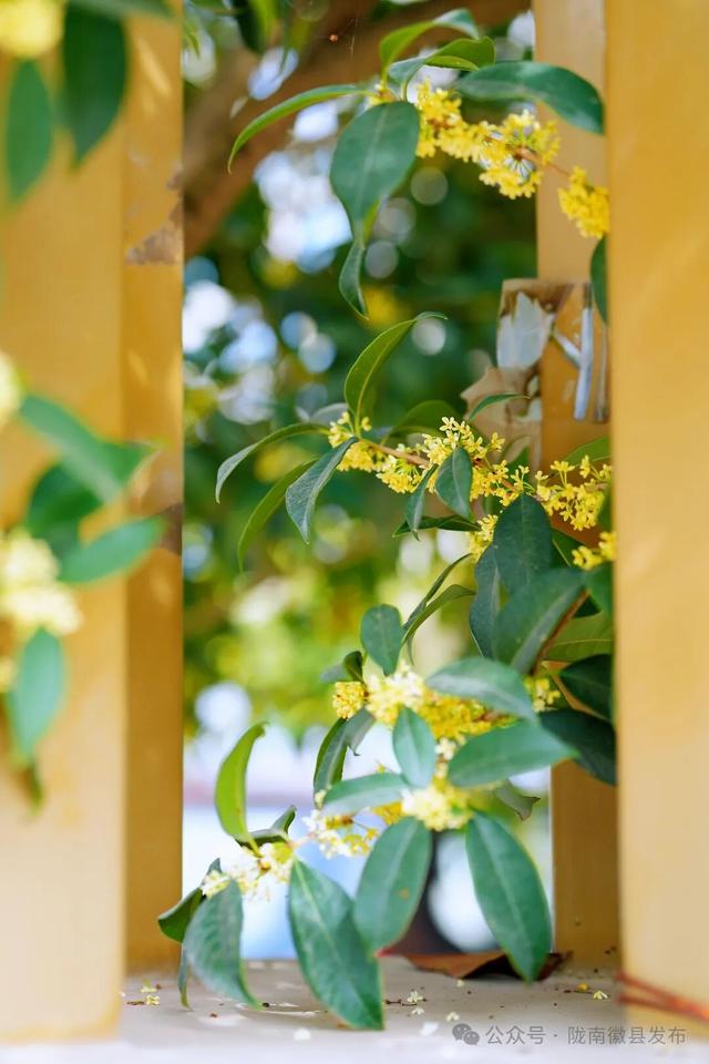 徽县：被桂花签收的秋天