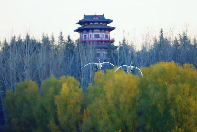 河南文旅力推三门峡：为何这座豫西小城能稳站文旅C位