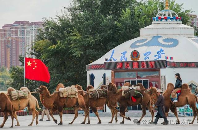 谁懂啊！康巴什街头惊现驼队