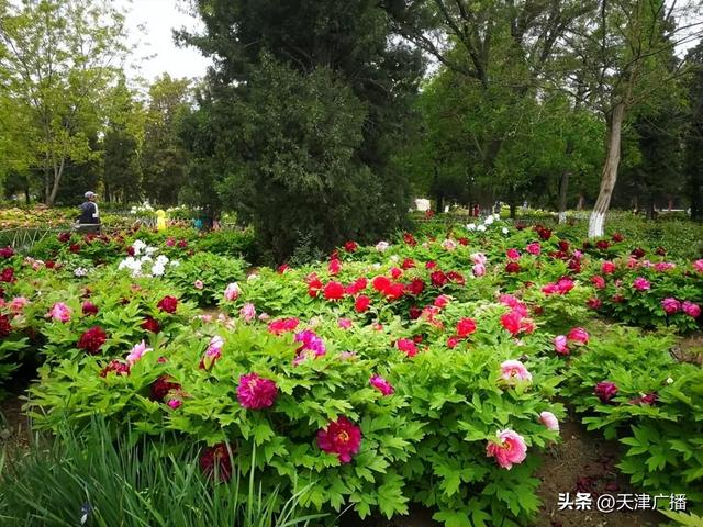 最新 | 天津水上公园公告！