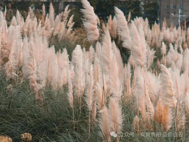 秋天的浪漫信号，是从白云随风摇曳的蒲苇开始