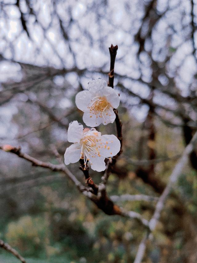 南宁石门公园梅花开成冬日限定的“雪”