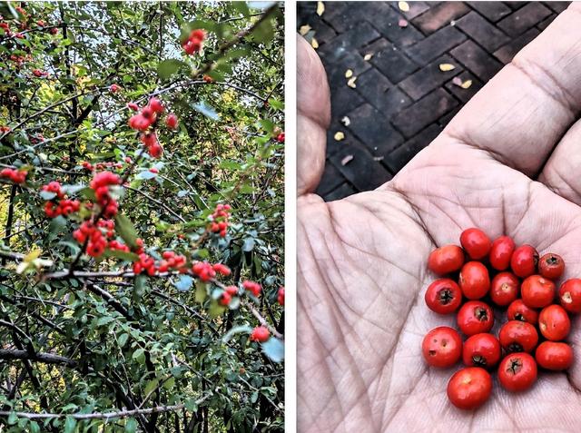 济南唐冶的深秋:碧空如玉、松柏叠翠、红枫似火、银杏镶金